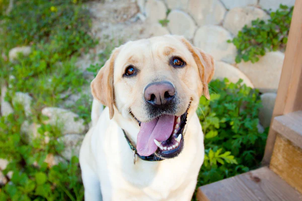 A yellow Labrador Retriever
